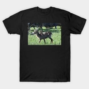 Waterbuck T-Shirt